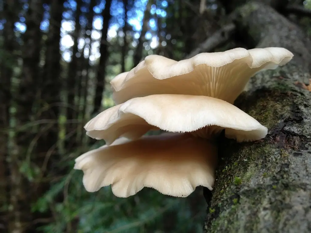 oyster mushroom